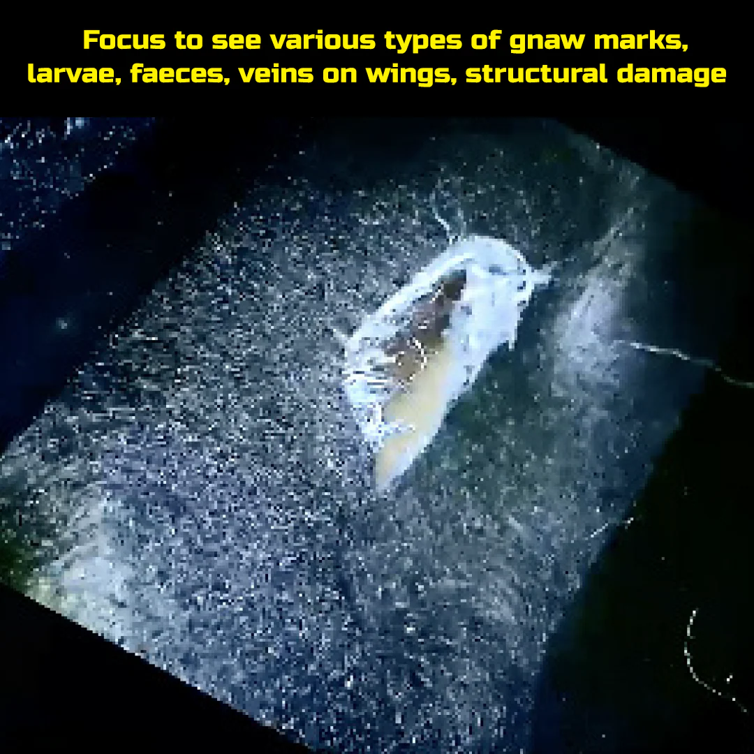 Caméra Ferret Plus – Image 7